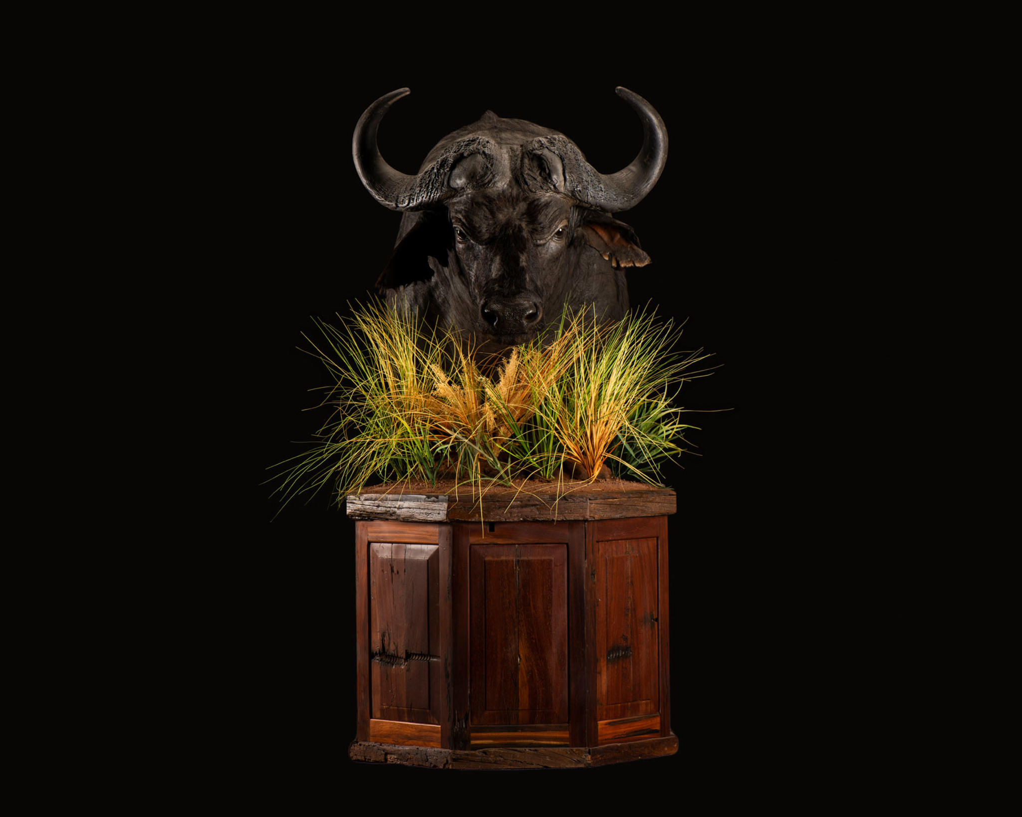 Buffalo Pedestal Mount Octagon Base Splitting Image Taxidermy